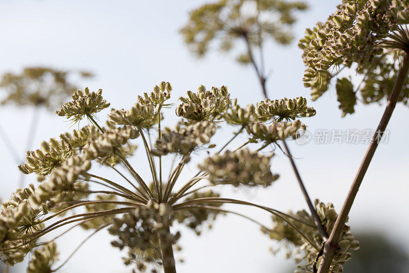 野生当归(A. sylvestris)种子头对蓝天